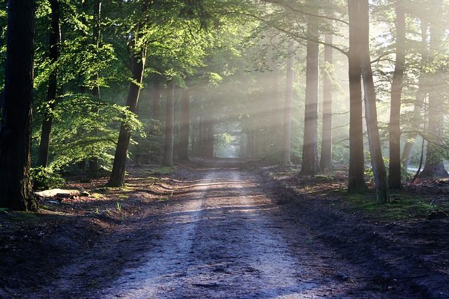 A soothing photo of a pathway into the woods.  Calming photo.