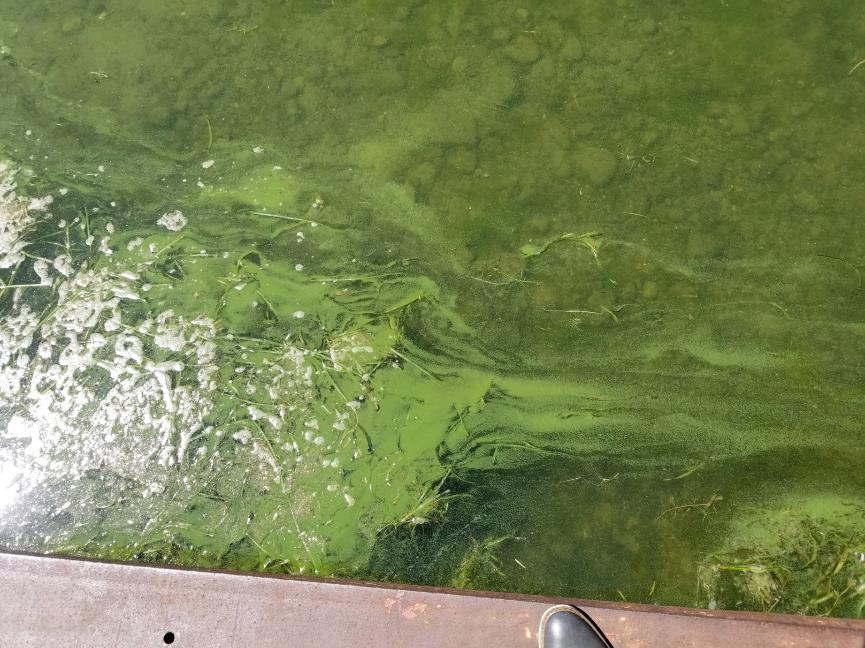 HAB Health Advisory 8.30