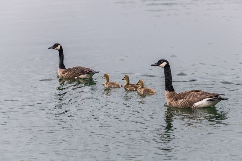 Canada Geese