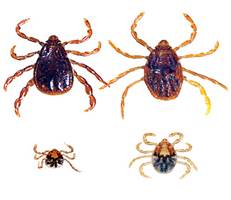 Brown Dog Tick
