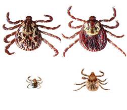 american dog tick