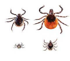 black legged deer tick
